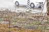 Догхантеры травят бездомных собак в Энгельсе