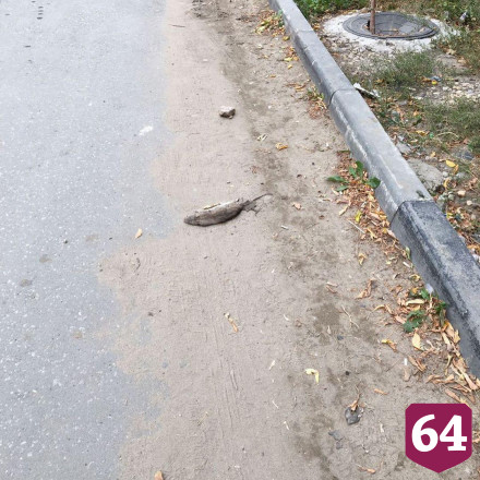 Саратовцы нашли мертвых крыс на детской площадке