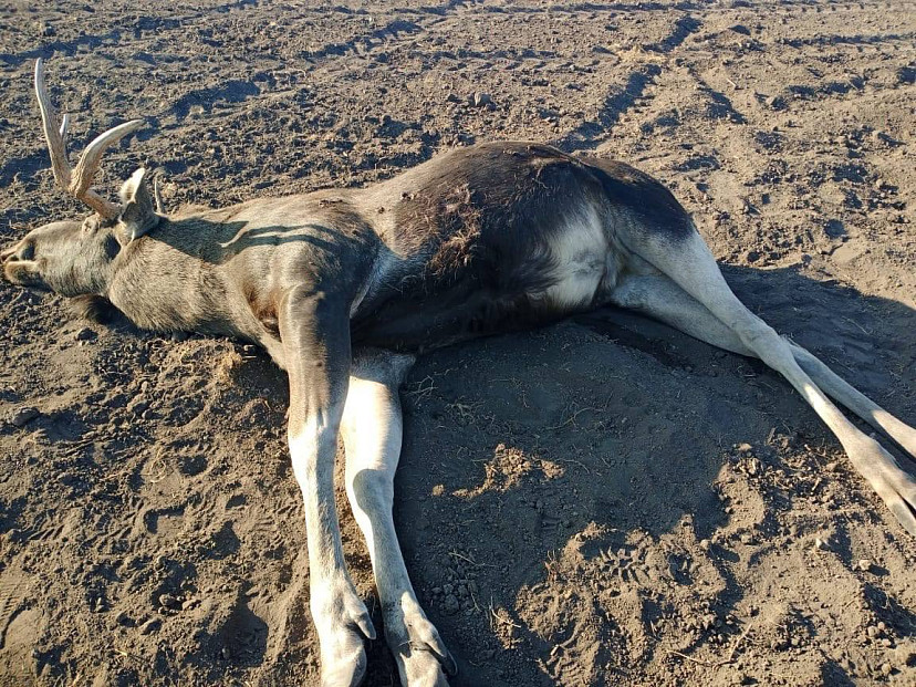 Браконьеры застрелили лося в национальном парке под Саратовом