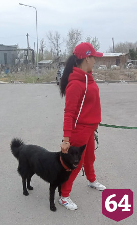 Саратовцам покажут мечтающих о доме собак из приюта