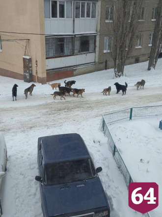 Саратовцы боятся выходить на улицу с детьми из-за стаи собак