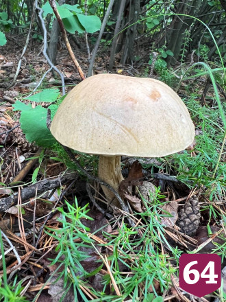 Саратовский министр проверил стройку и собрал ведро грибов