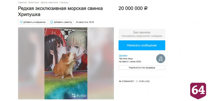В Саратове морскую свинку продают за 20 миллионов рублей