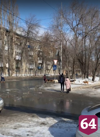 Жители назвали Саратов заповедником бездомных собак