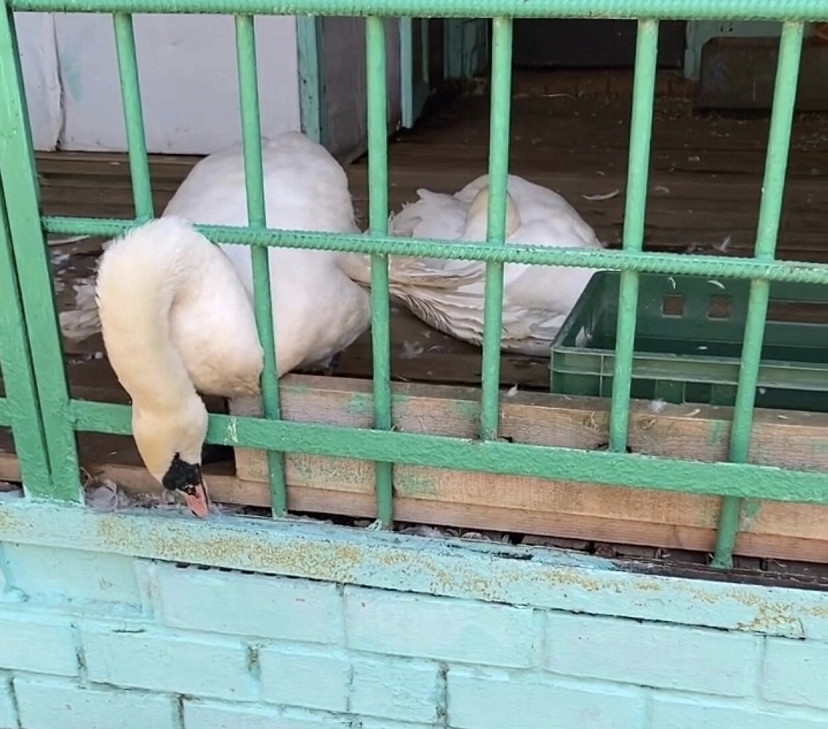 В Саратове спасают изуродованных лебедей из зооуголка 