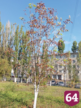 В Саратове зацвела сирень и поспела клубника в октябре