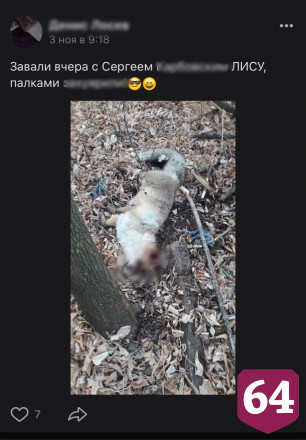 Саратовские подростки похвалились в соцсети убийством лисы