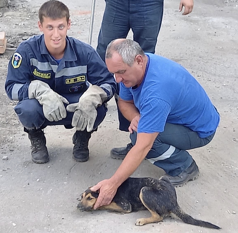 В Саратове из коммунальной ямы спасли собаку