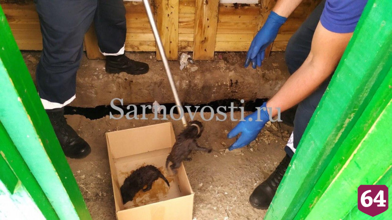 Спасатели вытащили упавших в уличный туалет щенков