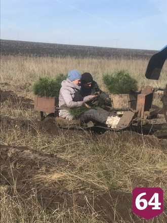 В Саратовской области высадили 2500 гектаров леса
