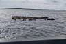 В Саратове после обмеления Волги открылся пугающий «остров»