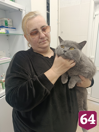 Саратовские ветеринары спасли кота со сломанным клыком