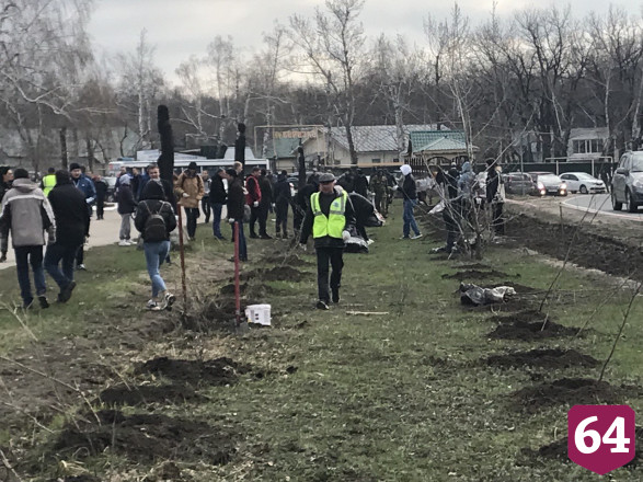 В Саратове губернатор посадил березы на Кумысной поляне