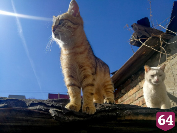 Жителей Саратова научили правильно фотографировать котиков