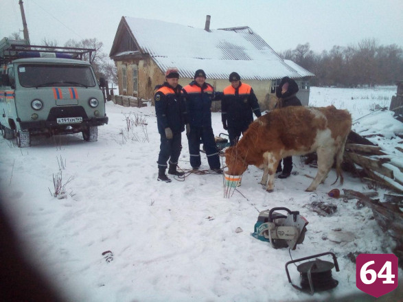 Спасатели вытащили провалившегося в погреб теленка
