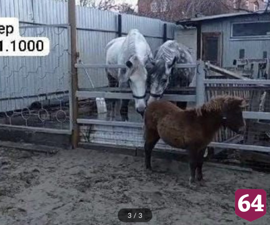 Саратовцев просят поиграть с осиротевшей пони 