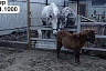 Саратовцев просят поиграть с осиротевшей пони 