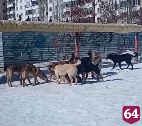 После нападения в парке Саратова собак на ребенка от яда погиб домашний пес
