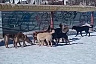 После нападения в парке Саратова собак на ребенка от яда погиб домашний пес