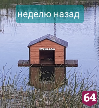 В Саратове утка с утятами ушли из парка из-за затопленного домика