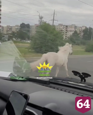 В Саратове ловили убежавшего пони