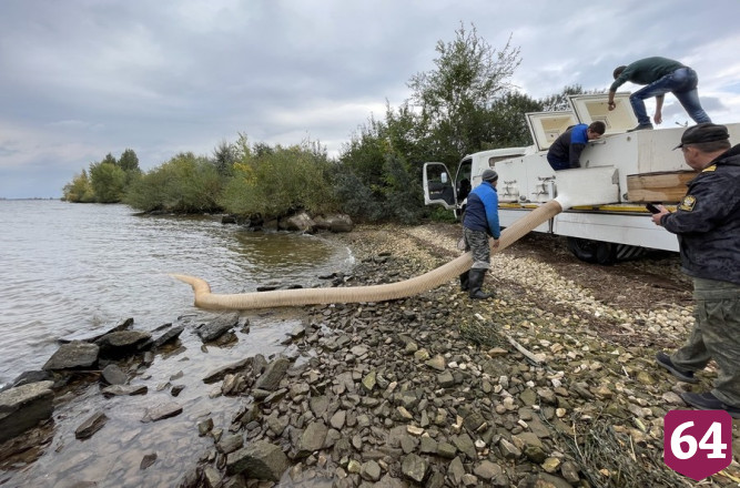 Волгу расчистили от водорослей и выпустили 21 тысячу мальков 