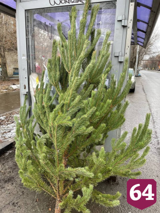 Жители Саратова объявили охоту за дешевыми новогодними елками