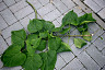 Вандалы сломали ветки декоративных деревьев в парке Победы 