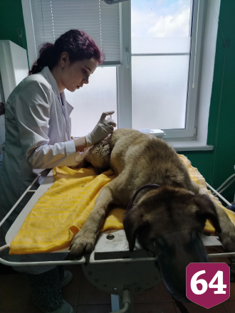 Саратовские ветеринары спасли жизнь Симбе с огромным укусом 