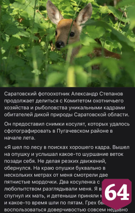 В саратовском лесу дети косули перепутали фотографа с матерью 