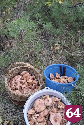 В лесах Саратовской области оказалось «народу как на проспекте»