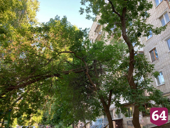 Жители просят спилить опасные деревья у школы в центре Саратова