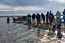 Саратовские экоактивисты выпустили в Волгу 65 тысяч мальков