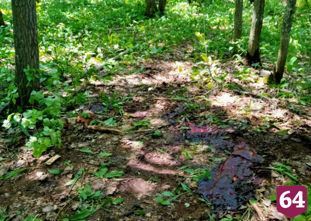 В Хвалынском национальном парке грибники застрелили лося
