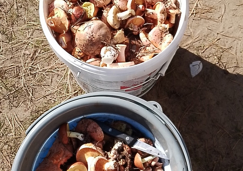 Саратовцы ведрами набрали грибы на Кумысной поляне