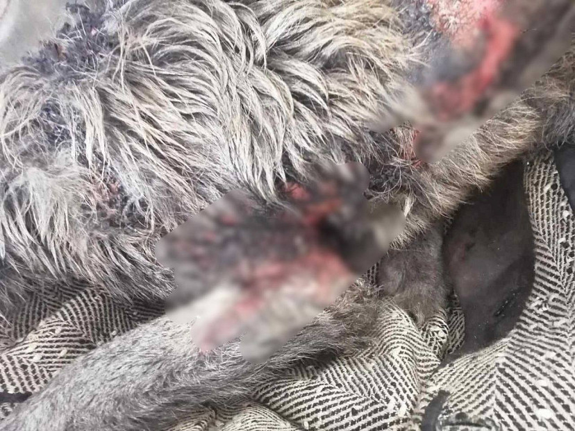 Зоозащитники рассказали о жестоком убийстве домашней собаки в Энгельсе