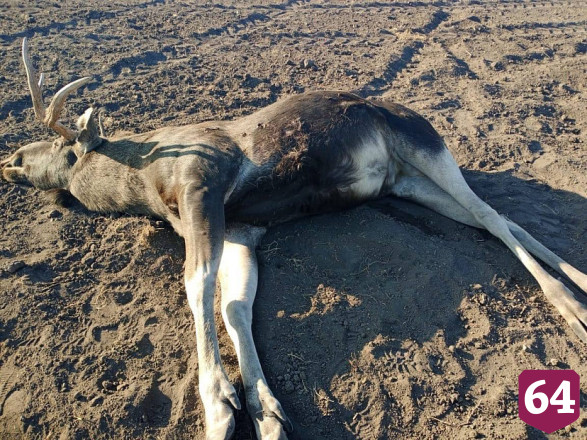 Браконьер не смог обжаловать приговор за убийство лося в Хвалынском национальном парке
