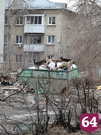 В Саратове стая голодных собак роется в мусорках и нападает на людей