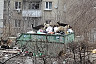 В Саратове стая голодных собак роется в мусорках и нападает на людей