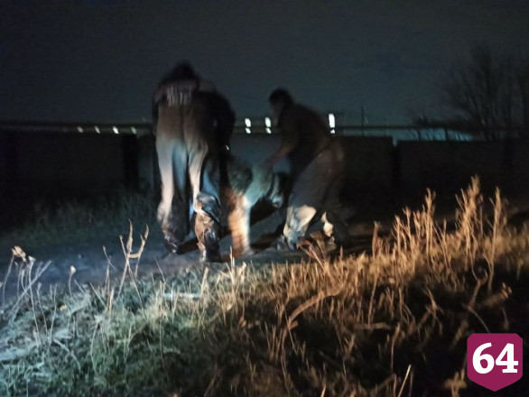 В Елшанке спасатели вытащили увязшего в камышах алабая