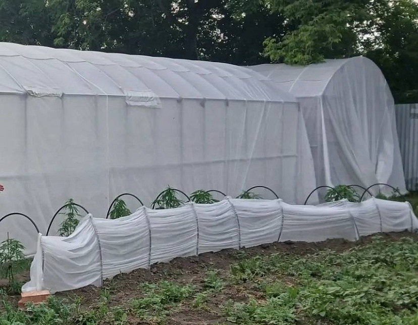 Саратовец вырастил в теплицах на даче 156 кустов конопли