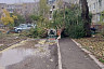 В Энгельсе деревья ветром повалило на провода