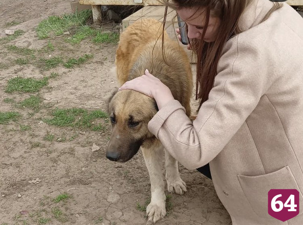 Саратовская юристка ищет любящую семью пожилой собаке