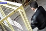 Житель Саратова отработает кражу породистого кота с выставки