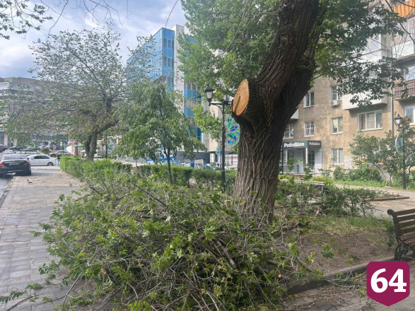 В сквере Саратова на подростка рухнула ветка дерева
