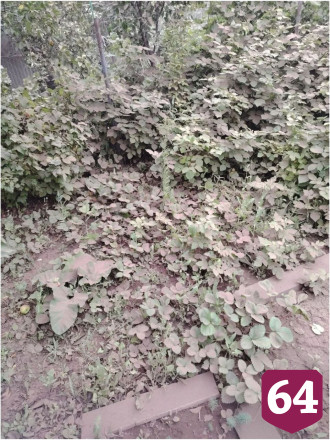 Саратовцам объяснили происхождение пыльной бури