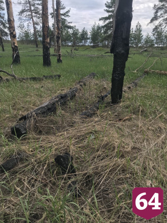 Под Саратовом сатанисты сжигают петухов и устраивают лесные пожары