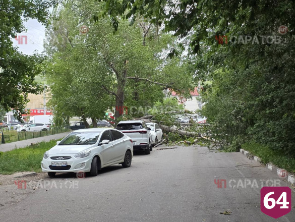 В Саратове из-за урагана деревья рухнули на автомобили