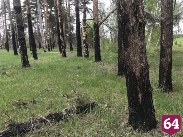 Под Саратовом сатанисты сжигают петухов и устраивают лесные пожары