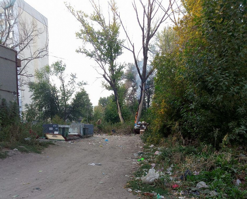 В Саратове огонь от мусорки перекинулся на дерево